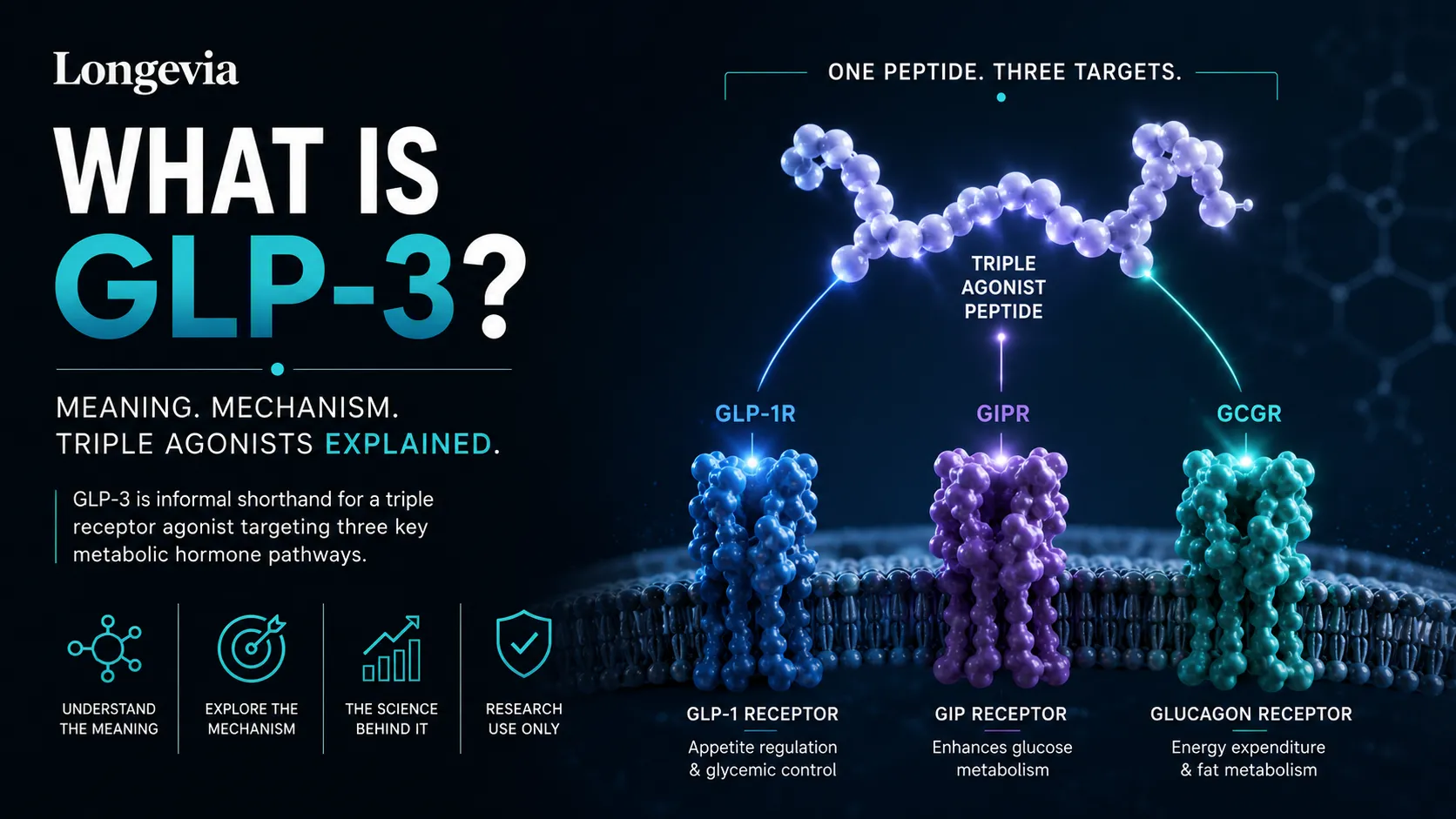 What Is GLP-3? Meaning, Mechanism and Triple Agonists Explained